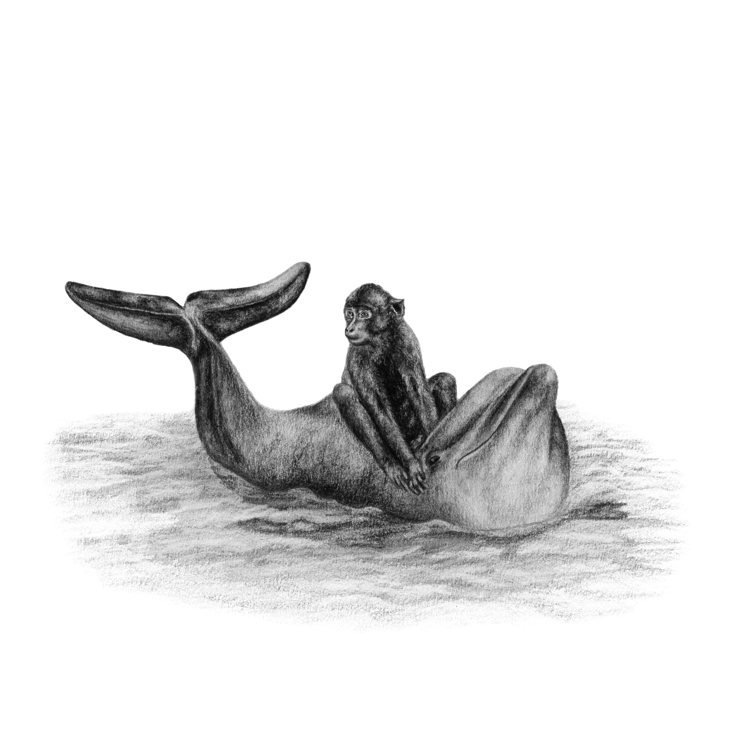 mono-delfin